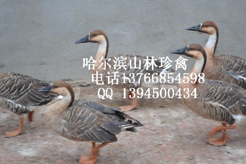 哈尔滨市黑龙江鸵鸟养殖场、黑龙江鸵鸟养殖厂家