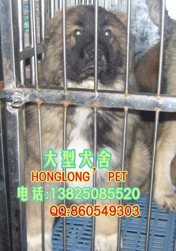 供应广州高加索犬价格高加索犬价钱纯种
