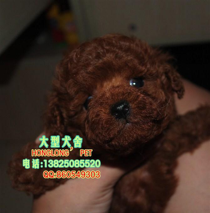 供应贵宾犬图片广州买贵宾犬到哪里