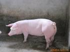 肥猪专用微生态添加剂批发