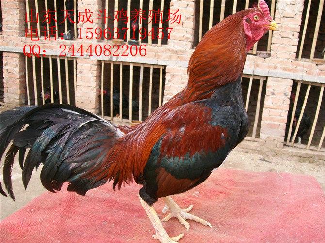 供应鲁西越南斗鸡在天成斗鸡养殖场图片