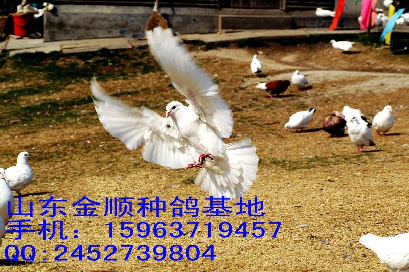 济宁市观赏鸽在山东金顺种鸽基地厂家