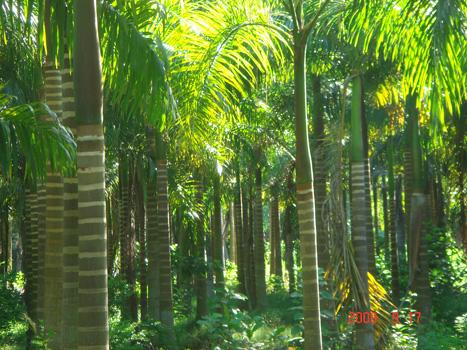 海南绿化草皮花苗木基地大量三角椰批发