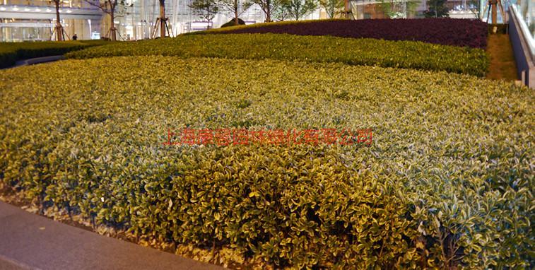 浦东绿化养护园林喷灌电话 浦东专业从事绿化养护工程公司图片