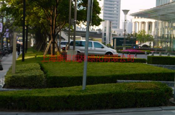 供应上海绿化养护单位……绿化养护的服务范围…上海城市绿化养护管理中心图片