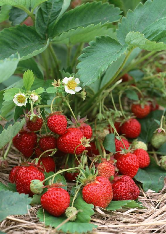 供应草莓苗草莓苗基地草莓苗价格