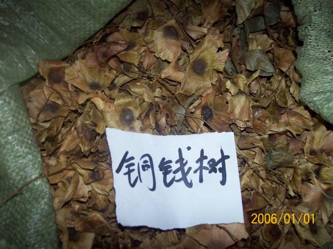 供应低价出售棕榈种子，质量好，价格低，欢迎大家来采购