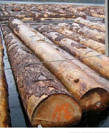 泰国曼谷橡胶木进口报关的流程批发