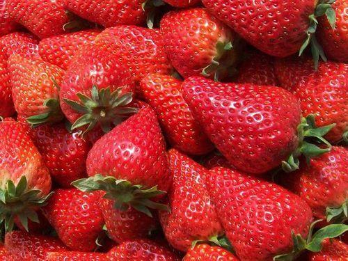 供应草莓苗-红颜草莓苗-脱毒草莓苗