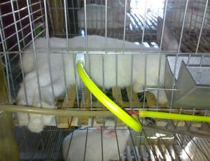 供应商品兔笼，种兔笼，仔母兔笼，
