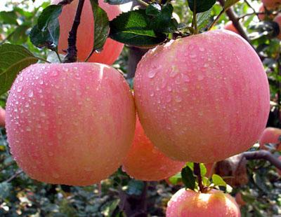 供应【苹果苗优质苹果苗苹果原生苗】苹果苗优质苹果苗生产基地