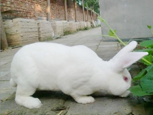 供应安徽獭兔安徽肉兔