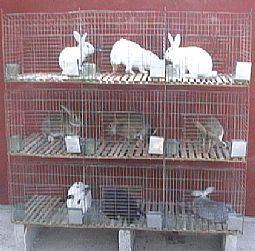 供应鸡鸽兔笼 鹌鹑笼 狐狸笼养殖笼宠物笼 仓储笼 周转箱 运输笼