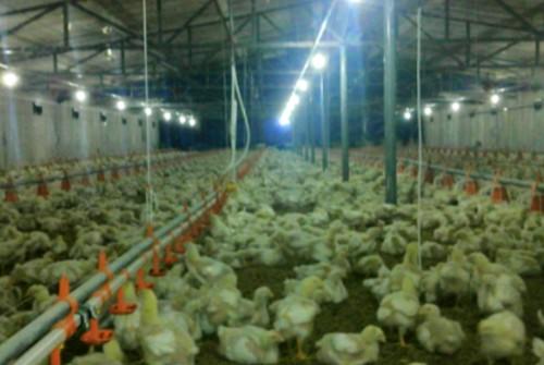 供应鸡舍养殖高效加温设备 鸡舍温控设备 鸡舍调温设备
