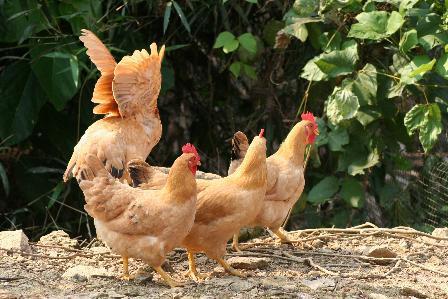 招聘养鸡_肉鸡场盈利八招 如何养鸡才赚钱 肉鸡养殖场生产销售管理手册 科(3)