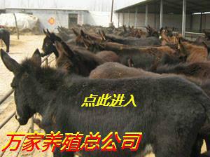 供应肉驴价格驴舍的选择与建设和养驴技术 肉驴价格