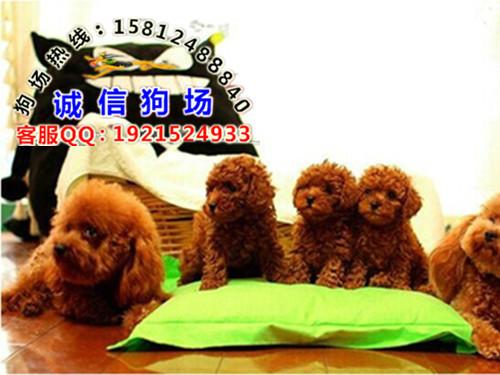 供应广州哪里有养狗场繁殖基地 广州哪里有卖玩具型长不大贵宾狗