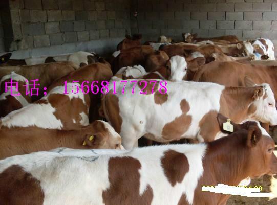 供应辽宁300斤西门塔尔小母牛价格多少钱