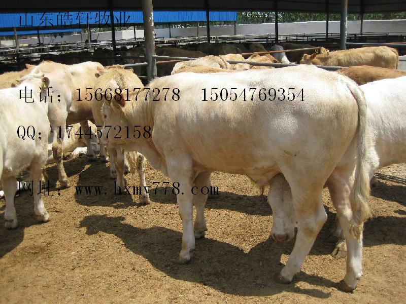 供应为养牛养羊养驴提供了养殖技术条件