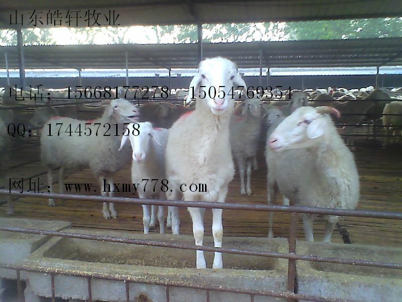 供应20斤的波尔山羊母羊多少钱