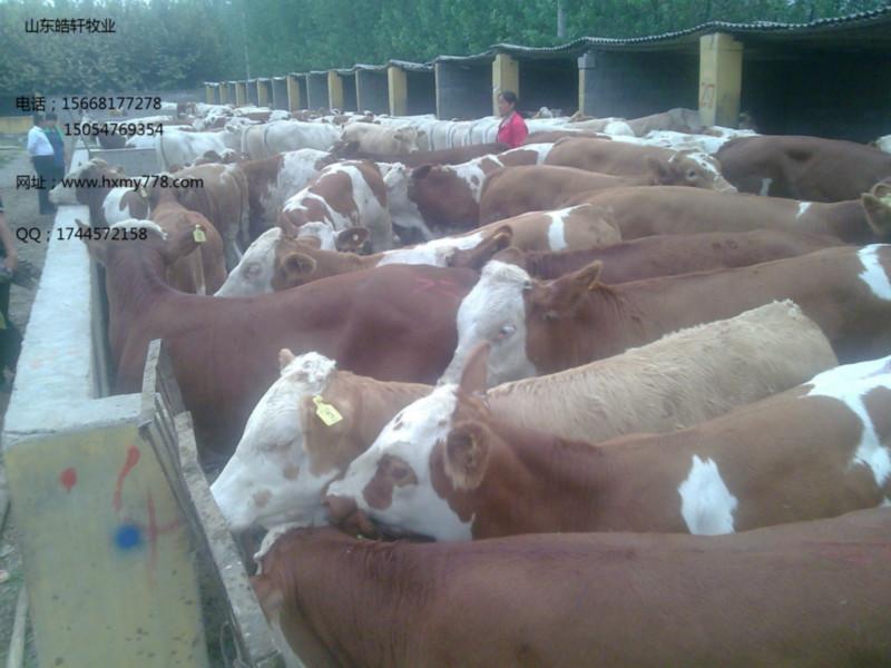 供应用于肉牛的繁殖母牛西门塔尔价格