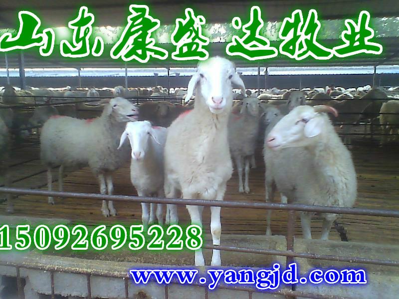 供应绵羊怎么养殖杜泊绵羊养殖效益图片