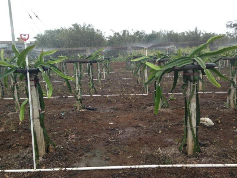 台湾大红火龙果苗广东台湾大红火龙果苗批发-培育基地-直销【湛江市桥红农业发展有限公司】