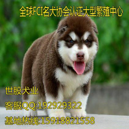 广州边度有卖阿拉斯加 广州哪里有卖阿拉斯加犬