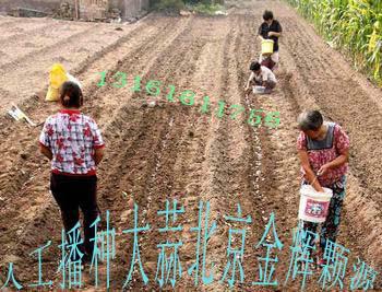 供应新品大蒜种子北京2014秋季大蒜种子预定价格