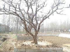 枣庄市石榴树基地在山东厂家供应山东石榴树-批发石榴树