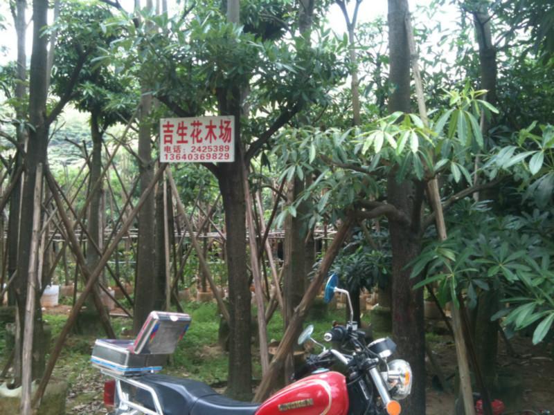 供应广东盆架子种植园，广东盆架子联系方式，广东盆架子电话