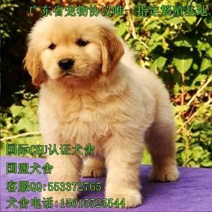 广州购买宠物狗应该注意什么 广州哪里有卖金毛犬