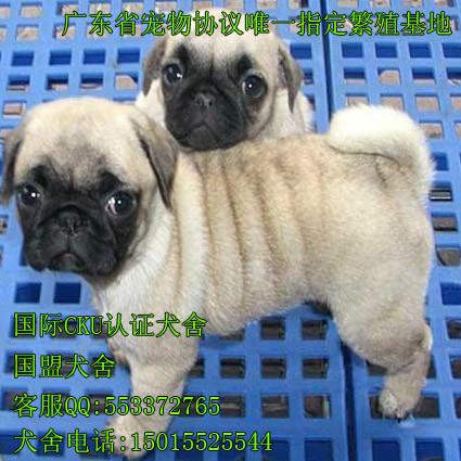 广州天河区附近哪里有正规狗场 广州哪里有卖巴哥幼犬