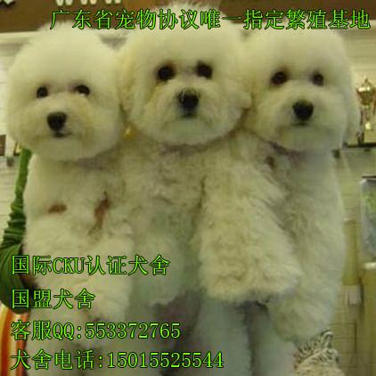 广州哪家狗场有卖纯种的比熊犬 国盟狗场怎么样