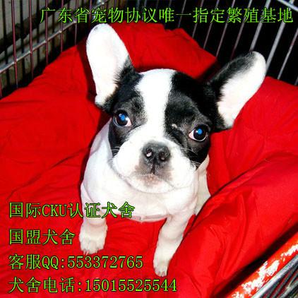 广州买宠物狗要到哪家狗场好 广州国盟狗场其实有保障