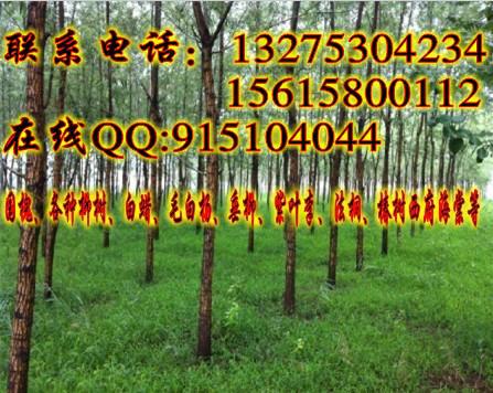 供应北京6公分、7公分旱柳价格，通州6公分垂柳价格2014