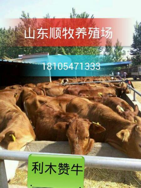 供应利木赞肉牛养殖增肥的9种方法图片
