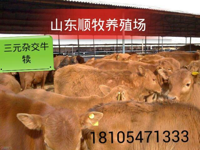 供应肉牛犊养多久可以出栏西门塔尔牛图片