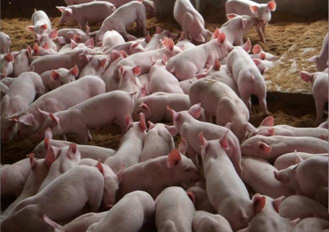 山东仔猪供应基地大量优质猪苗供应出售