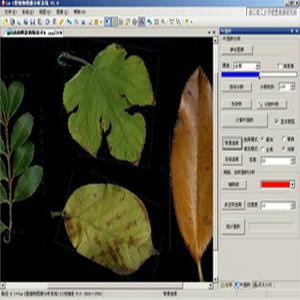 供应植物图像分析系统植物根系图像分析系统植物叶面积根系年轮叶色分析仪