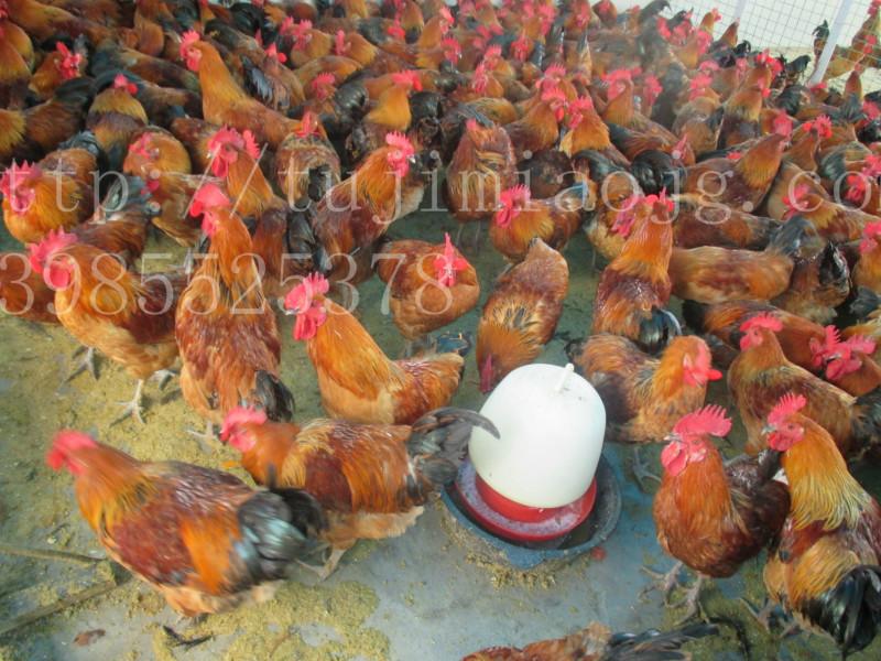 丹寨县土鸡市场价格图片|丹寨县土鸡市场价格
