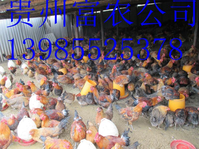 供应批发商品土鸡价格，贵州商品土鸡，贵州山养土鸡批发，图片