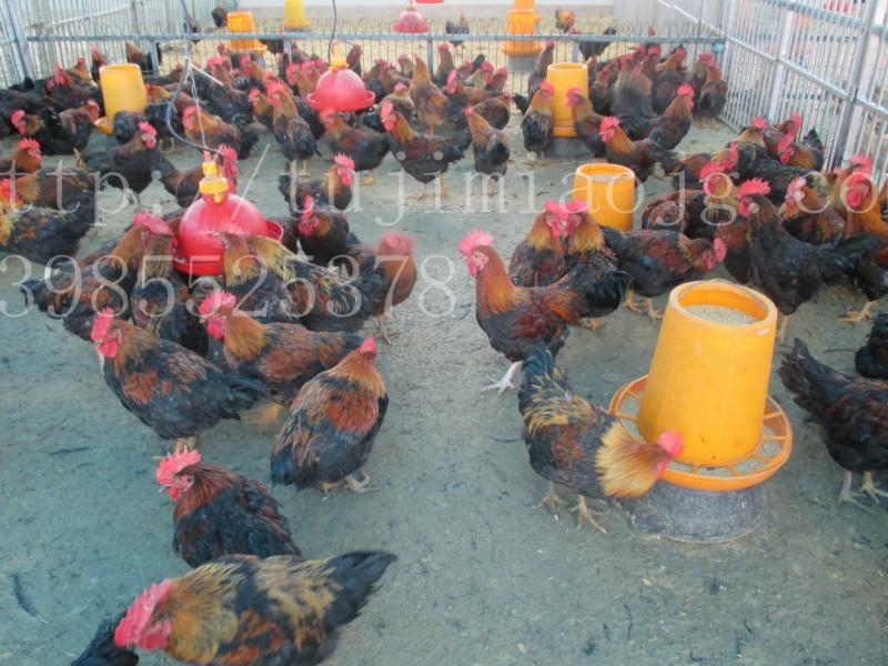 供应贵州土鸡苗种鸡养殖场，贵州土鸡苗销售，贵州土鸡苗供应商，