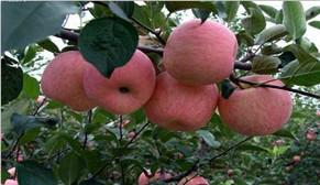 供应山东美国八号苹果种植园，批发美国八号图片