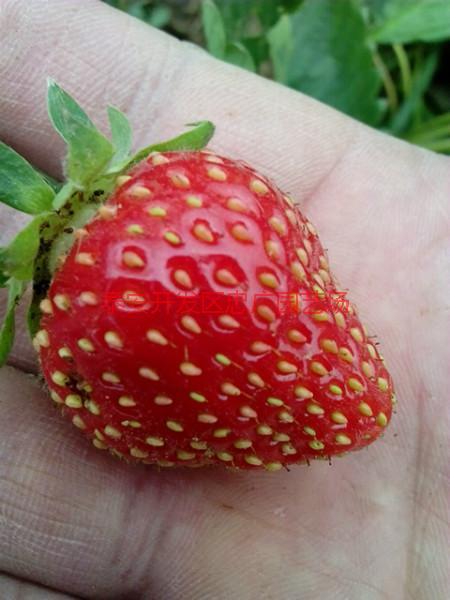 供应直销法兰地草莓苗，哪里有法兰地草莓苗，法兰地草莓苗批发商