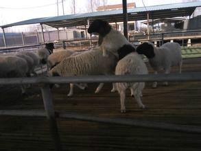 供应杜泊羊容易饲养福贵牧业