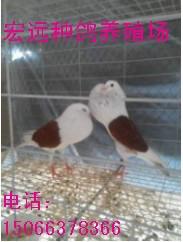 元宝鸽-宏远观赏鸽养殖场批发