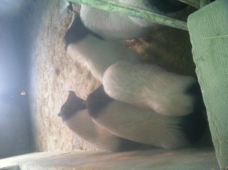 供应徐州巴马香猪种猪13382695838、巴马香猪直销、巴马香猪供