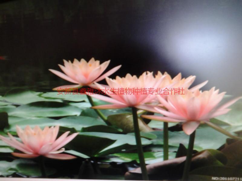 供应北京睡莲苗销售15933731160，荷花苗，鸢尾苗，水生植物苗