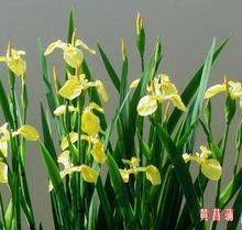 供应北京水生鸢尾苗15933731160，荷花种植技术，睡莲种植技术